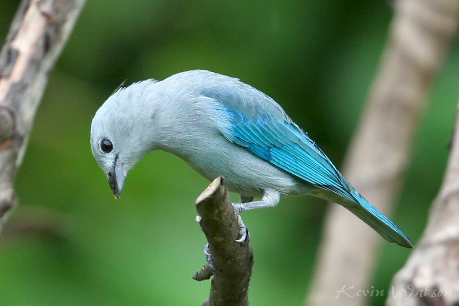 Blue Gray Tanager