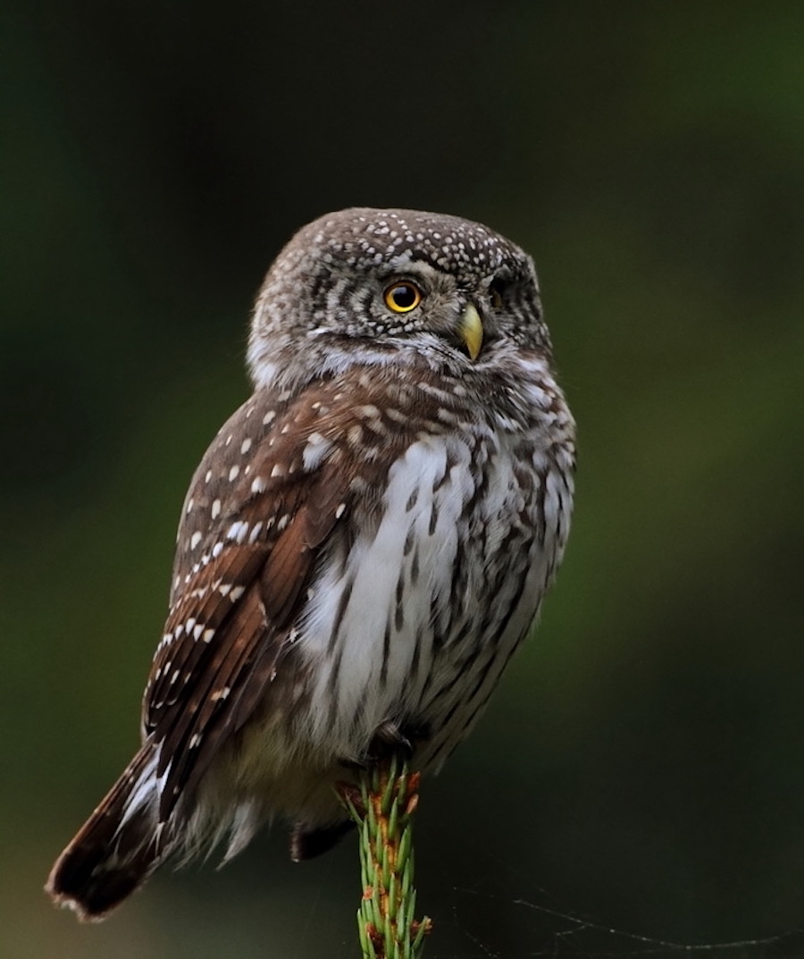 Pygmy Owl