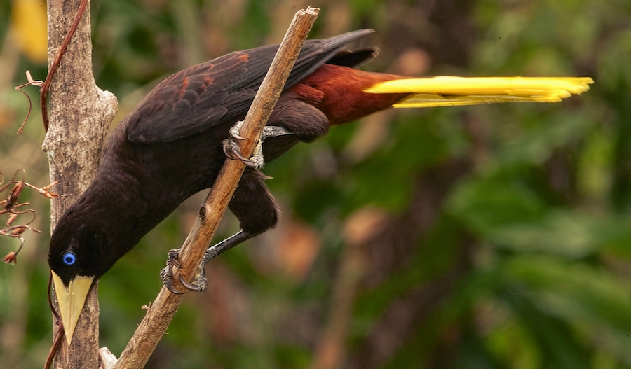 Crested Oropendola  Cornbird