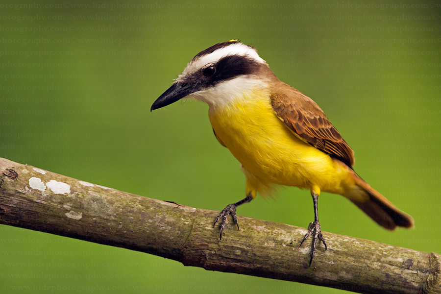 Great Kiskadee