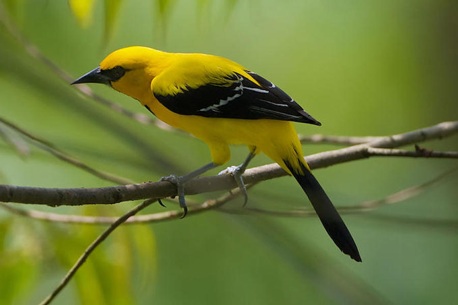 Yellow Oriole