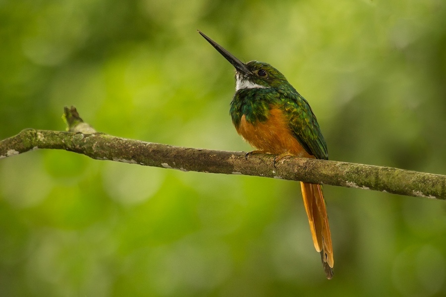 Rufous-tailed Jacamar