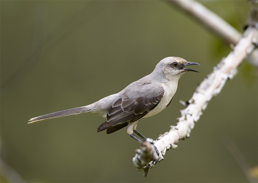 Tropical Mockingbird