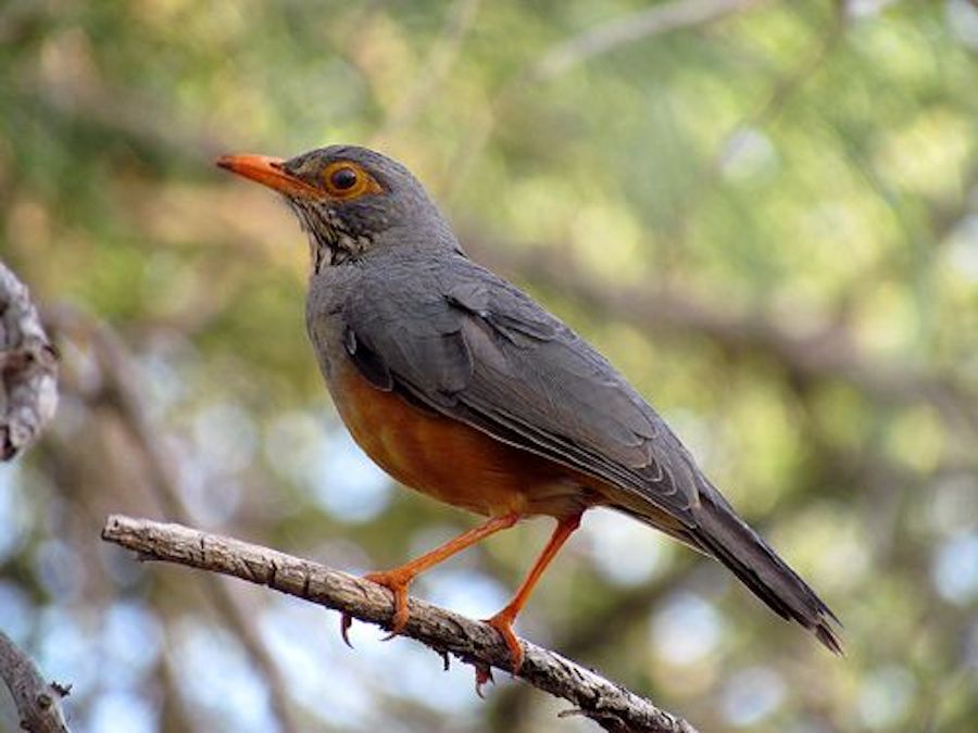 Bare-eyed Thrush