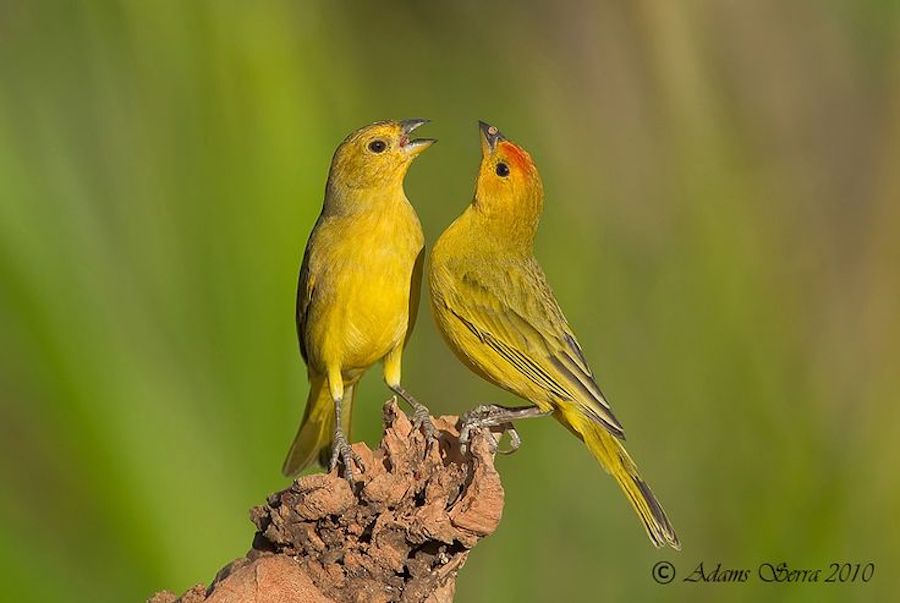 Saffron Finch