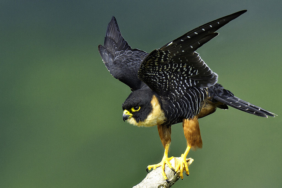 Bat Falcon