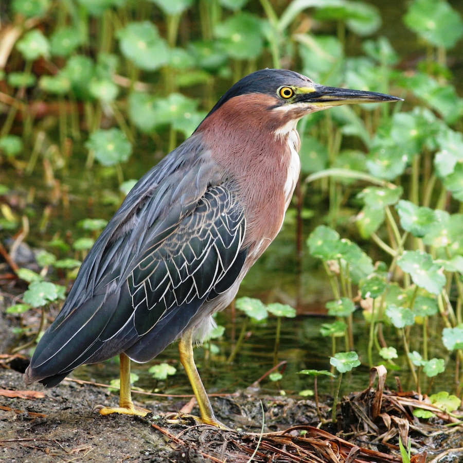 Green Heron