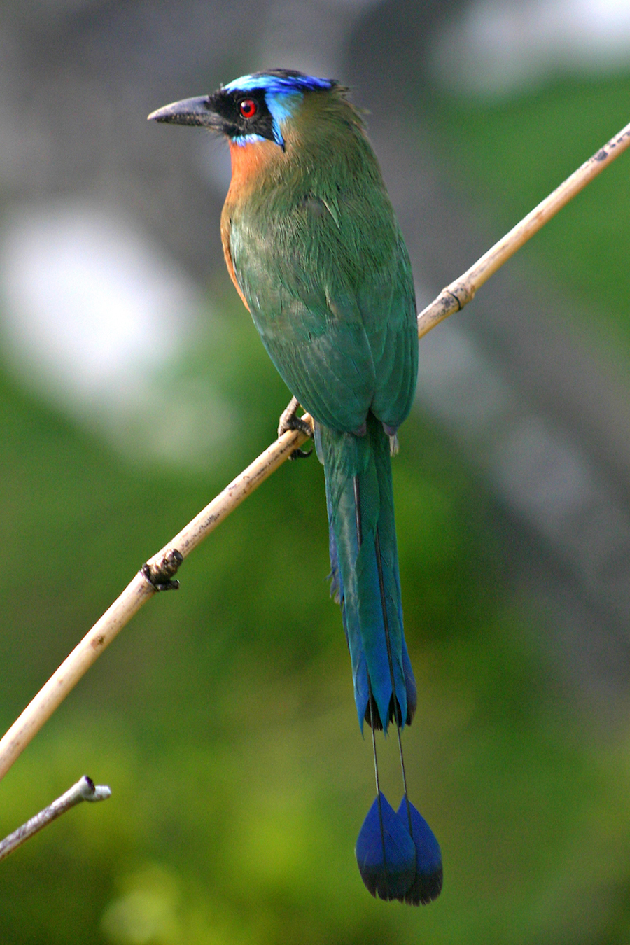 Blue-crowned Motmot