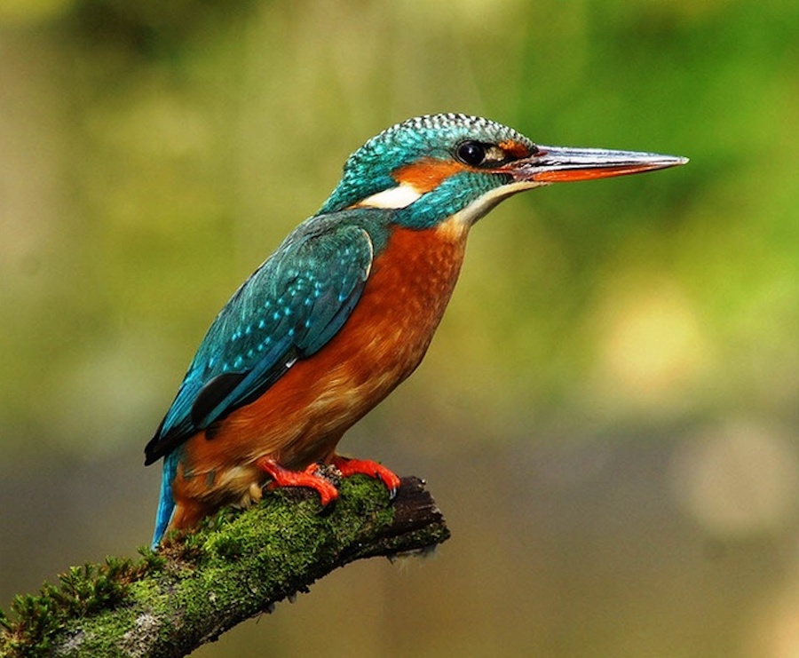 Green Kingfisher