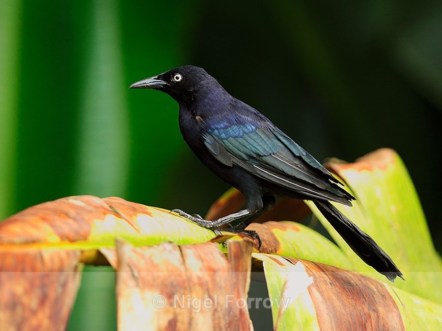 Carib Grackle Black Bird