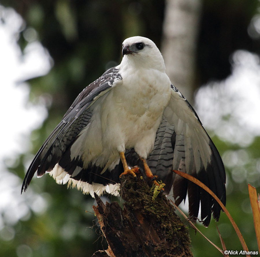 White Hawk