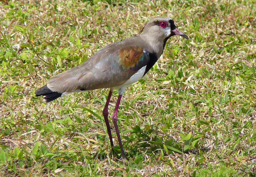 Southern Lapwing